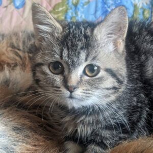 junge getigerte Kurzhaarkatze schaut in Kamera