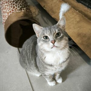 grau getigerte Katze mit weißer Brust sitzt vor Spieltunnel und schaut in Kamera