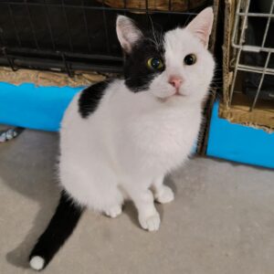 Kurzhaarkatze mit auffälliger Zeichnung einer schwarzen und einer weißen Gesichtshälft sowie schwarzer Schwanz mit weißer Spitze schaut in Kamera