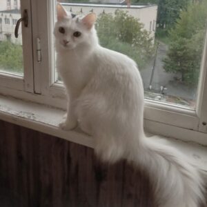 weiße Katze mit mittellangen Haaren und schwarzem Streifen auf Kopf sitzt vor Fenster