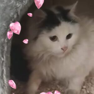 überwiegend weiße Katze, schwarze Ohren, vor allem vorderer Körper sichtbar, ist in einer Höhle, halblanghaarig