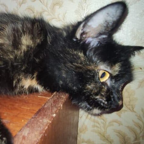 Read more about the article Kitty