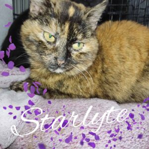 schildpatt-Katze, Körper ganz braun, bis auf wenige schwarze Härchen dazwischen
