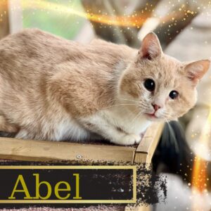 cremefarben-weißer Kater, ein Auge etwas kleiner