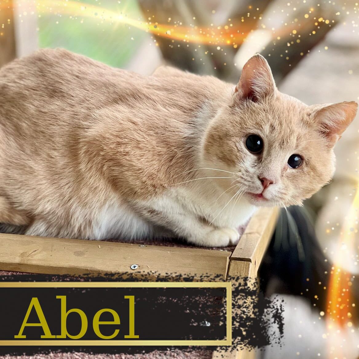 Read more about the article Abel