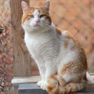 rot weiße Kurzhaarkatze sitzt in Freigehege auf Holzbrett und schaut leicht an Kamera vorbei