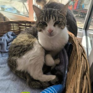 grau weiß getigerte Kurzhaarkatze liegt in Körbchen und schaut in Kamera