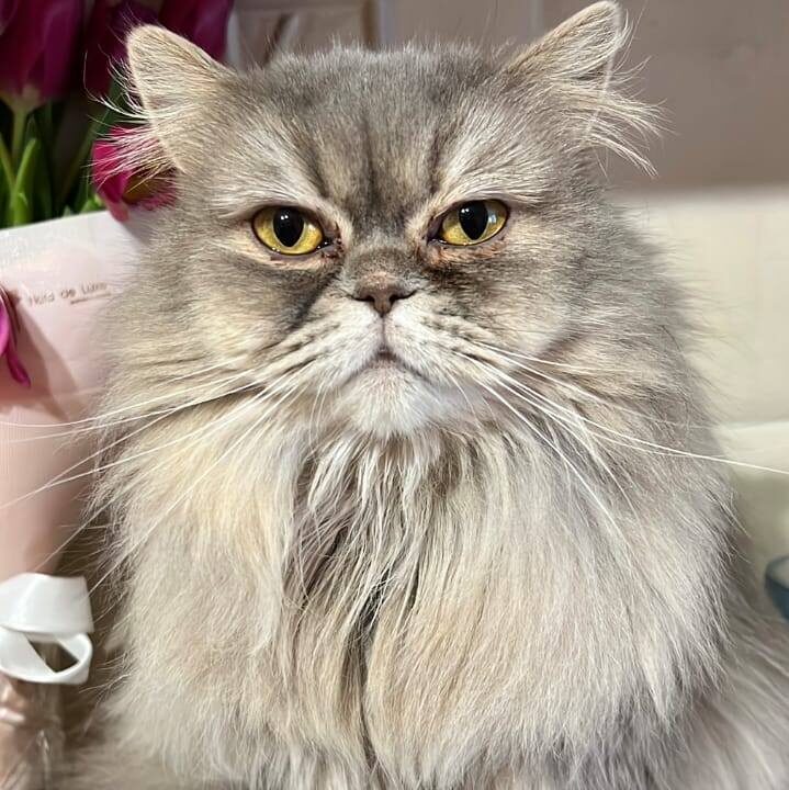 graue Langhaarkatze (Perser mit Nase?), sitzend