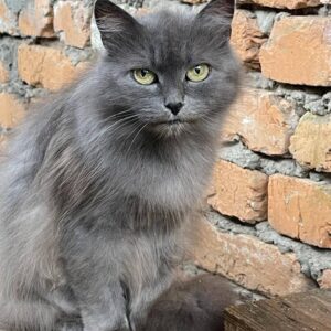 graue Katze vor einer roten Ziegelmauer sitzend