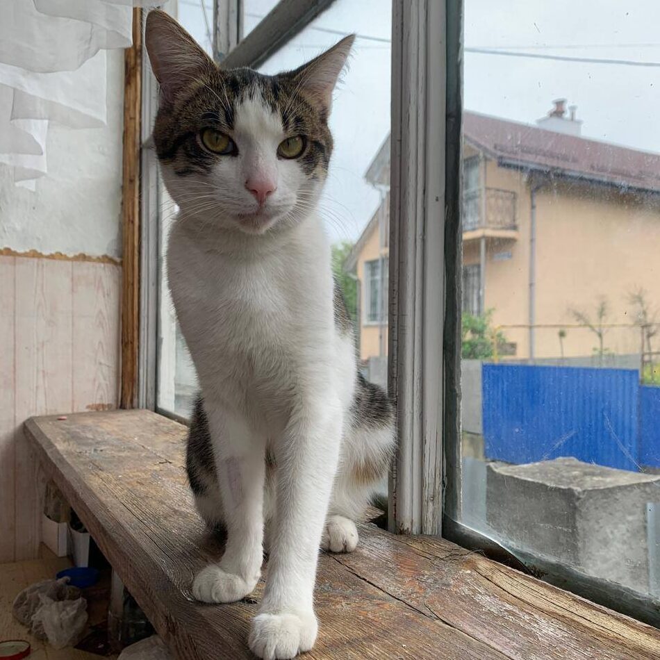 weiß-getigerter junger Kater sitzt am Fenster