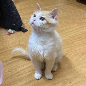Weiß-riter Kater sitzt auf einem Holzfußboden und schaut schräg nach oben