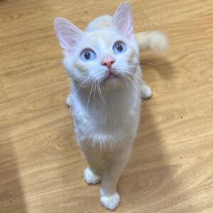 Weißer junger Kater mit großen blauen Augen blickt wachsam in die Kamera