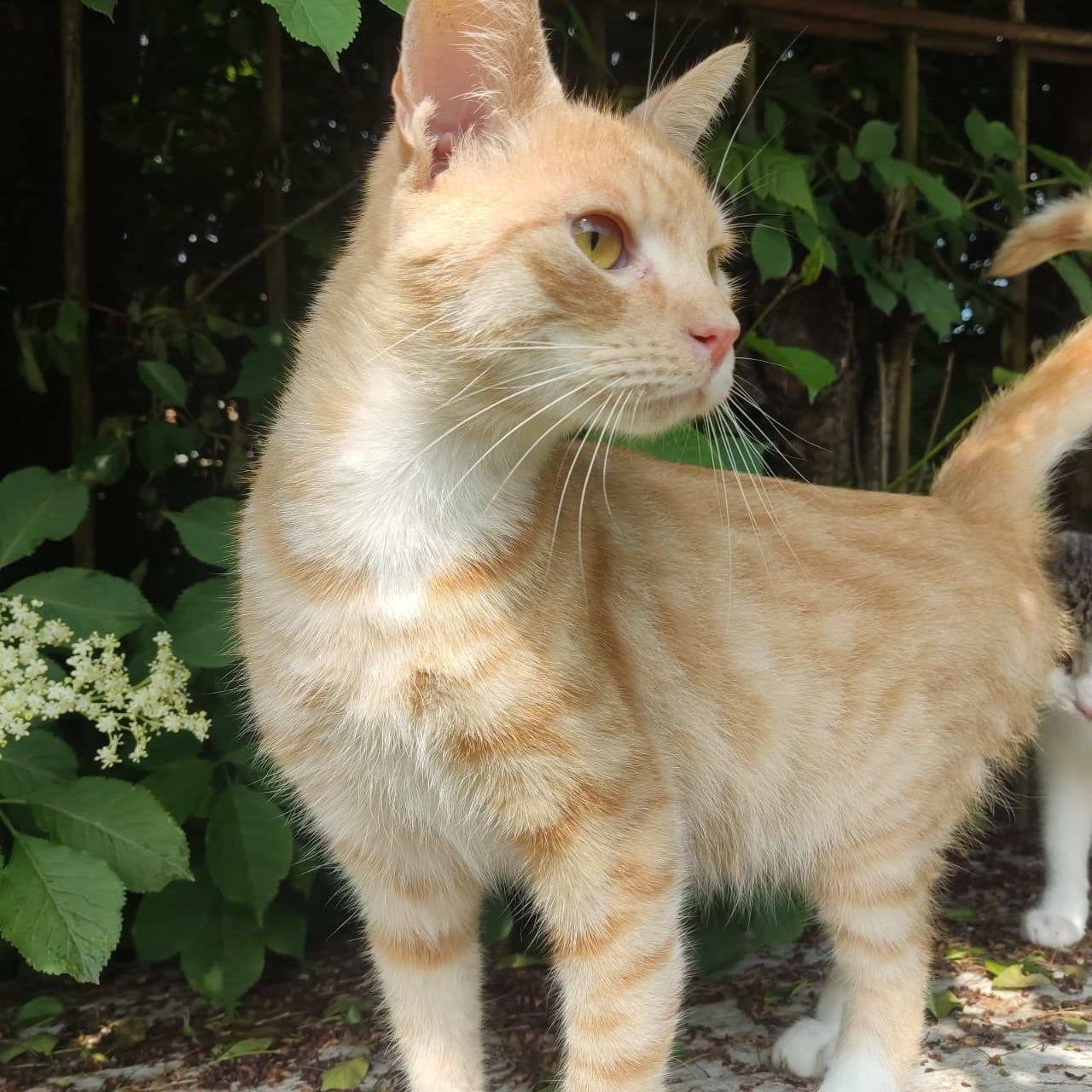 rot-getigerte Katze, dünn, elegant, vor Pflanzen im Hintergrund