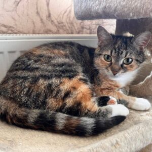 braun-getigerte Katze mit roten Flecken und weißen Pfoten sowie Latz