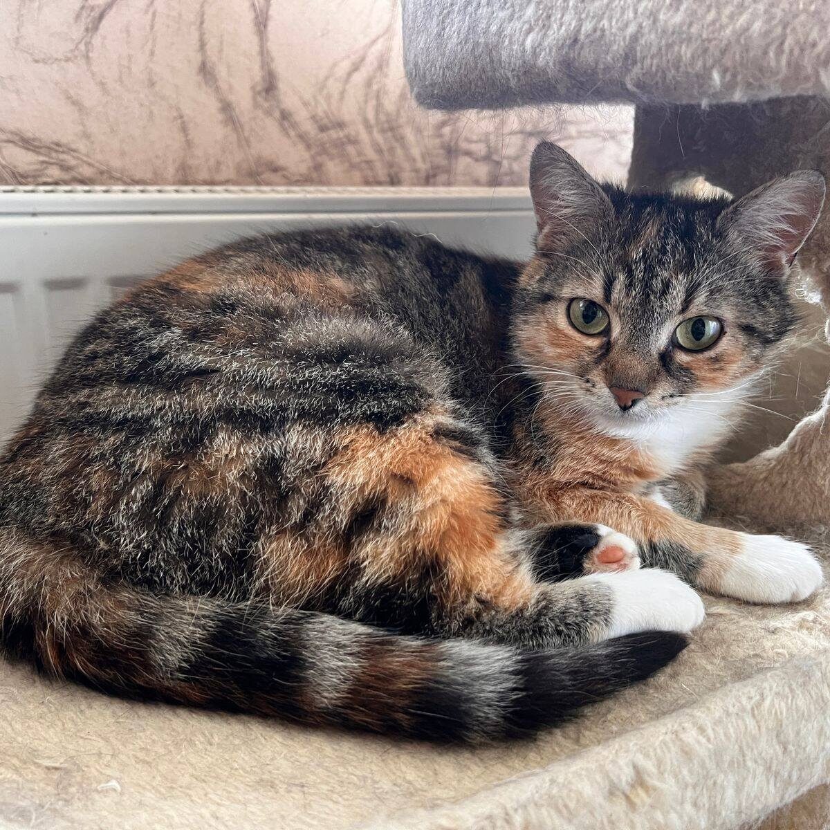 braun-getigerte Katze mit roten Flecken und weißen Pfoten sowie Latz