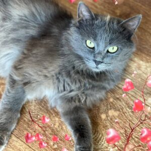 grauer Kater, halblanghaarig, liegt auf der Seite und guckt nach oben in die Kamera