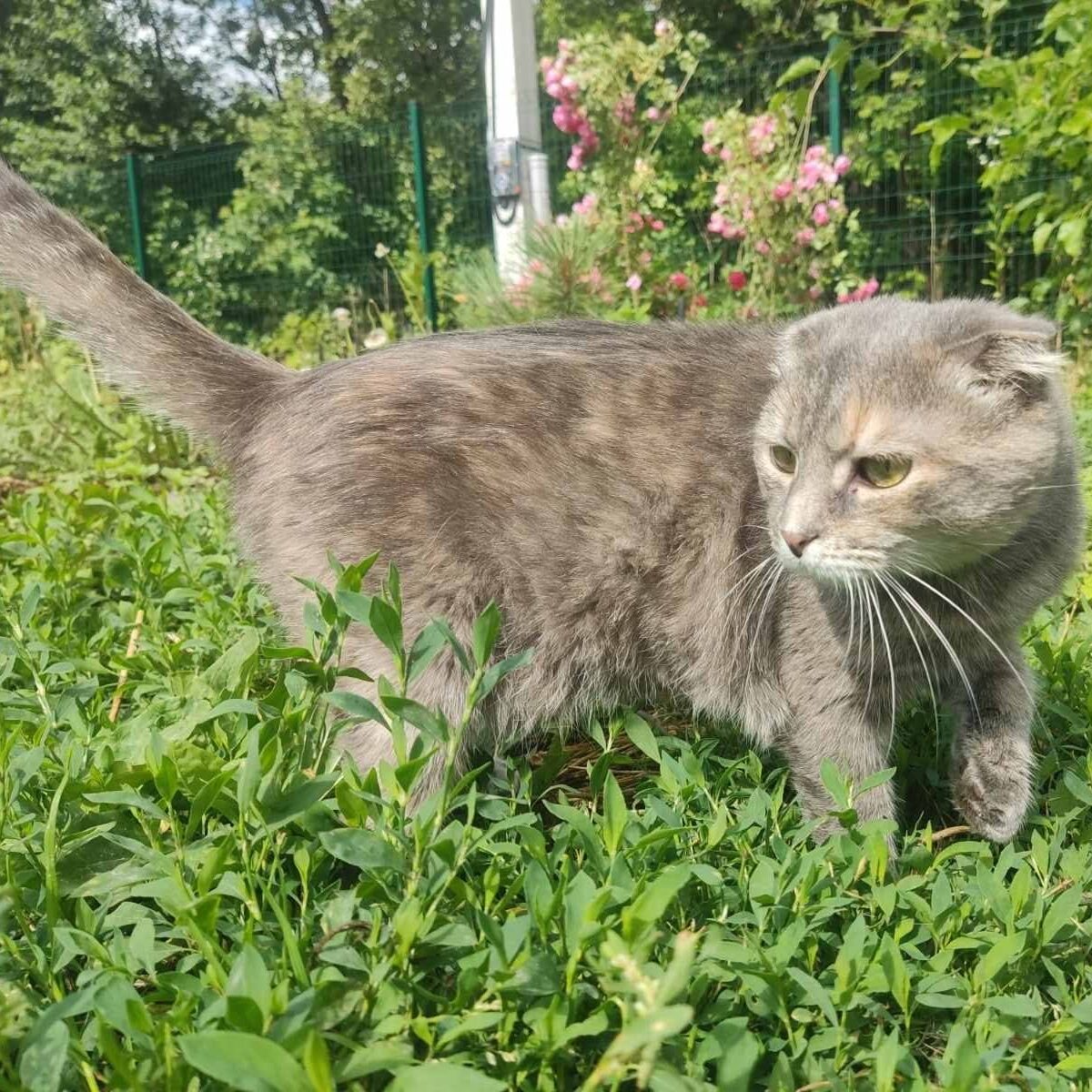 graue Fold-Katze auf einer Wiese mit Bäumen im Hintergrund