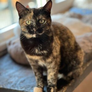 Schildpattkatze sitzt in Fensterbrett und schaut direkt in Kamera