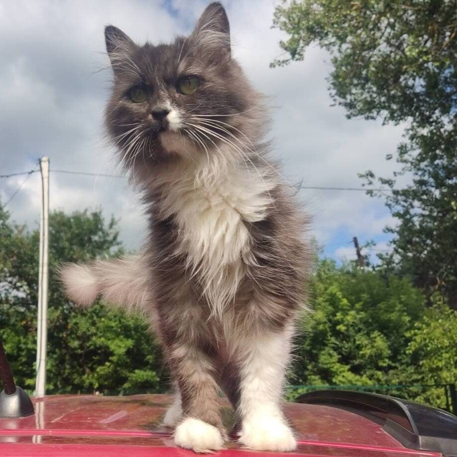 schwarz weiße Katze mit mittellangen Haaren steht auf einem roten Autodach