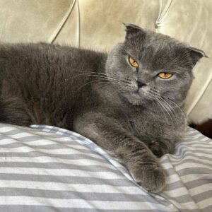dunkelgrauer Foldkater liegt auf weiß grau gestreiftem Kissen und schaut in Kamera