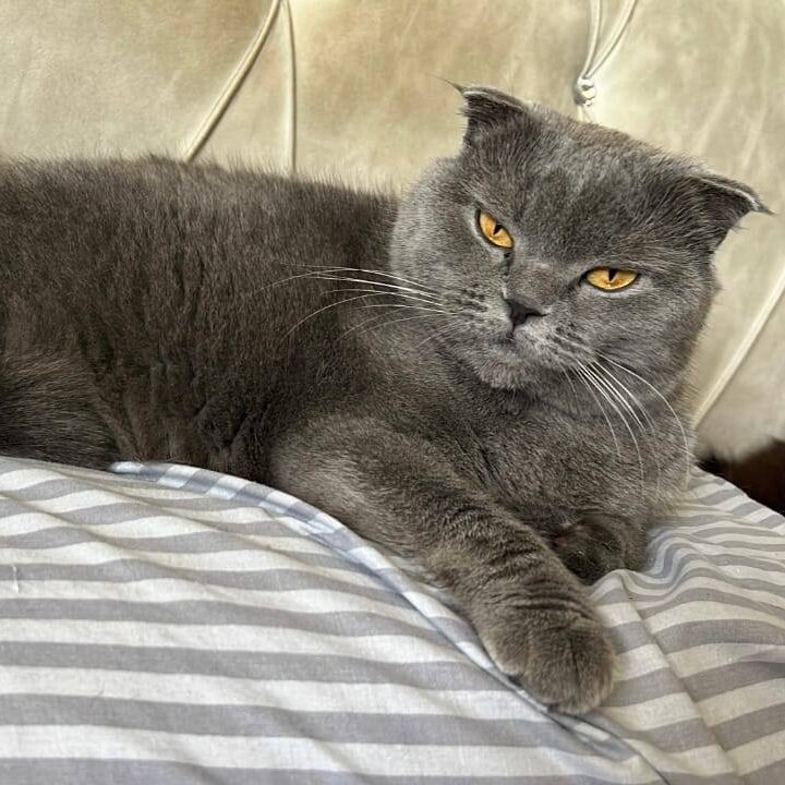 dunkelgrauer Foldkater liegt auf weiß grau gestreiftem Kissen und schaut in Kamera