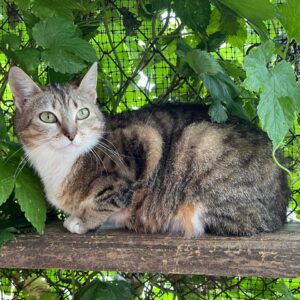 Getigerte Katze sitzt vor einem grünen Blätterhintergrund in einem eingezäunten Freigehege und schaut aufmerksam