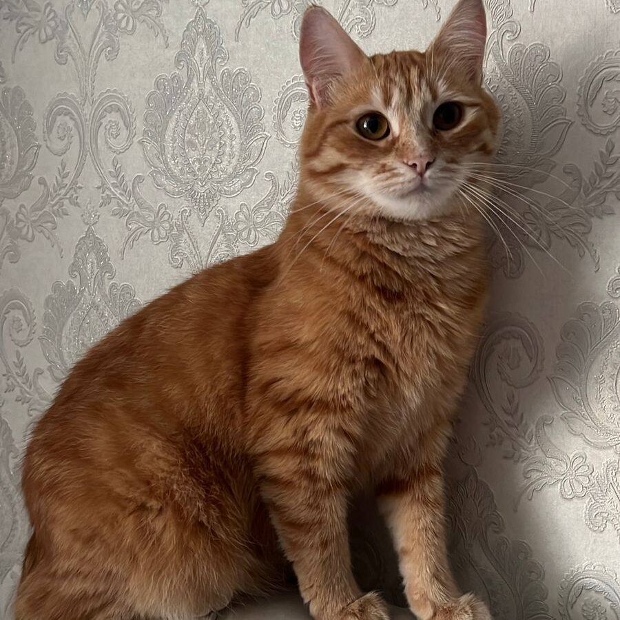 rot getigerte Kurzhaarkatze sitzt auf Couchlehne vor heller Wand