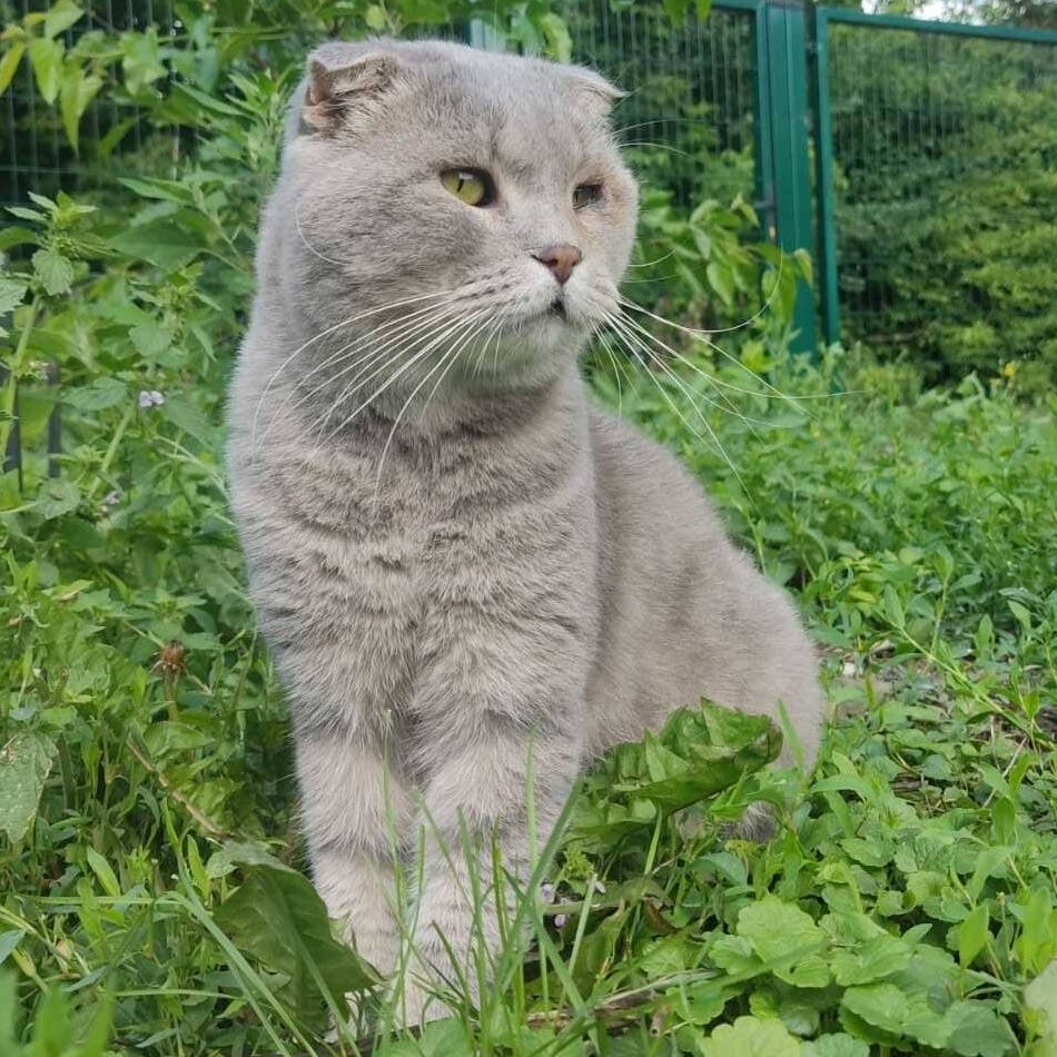 hellgraue Foldkatze sitzt auf Wiese und schaut rechts an Kamera vorbei