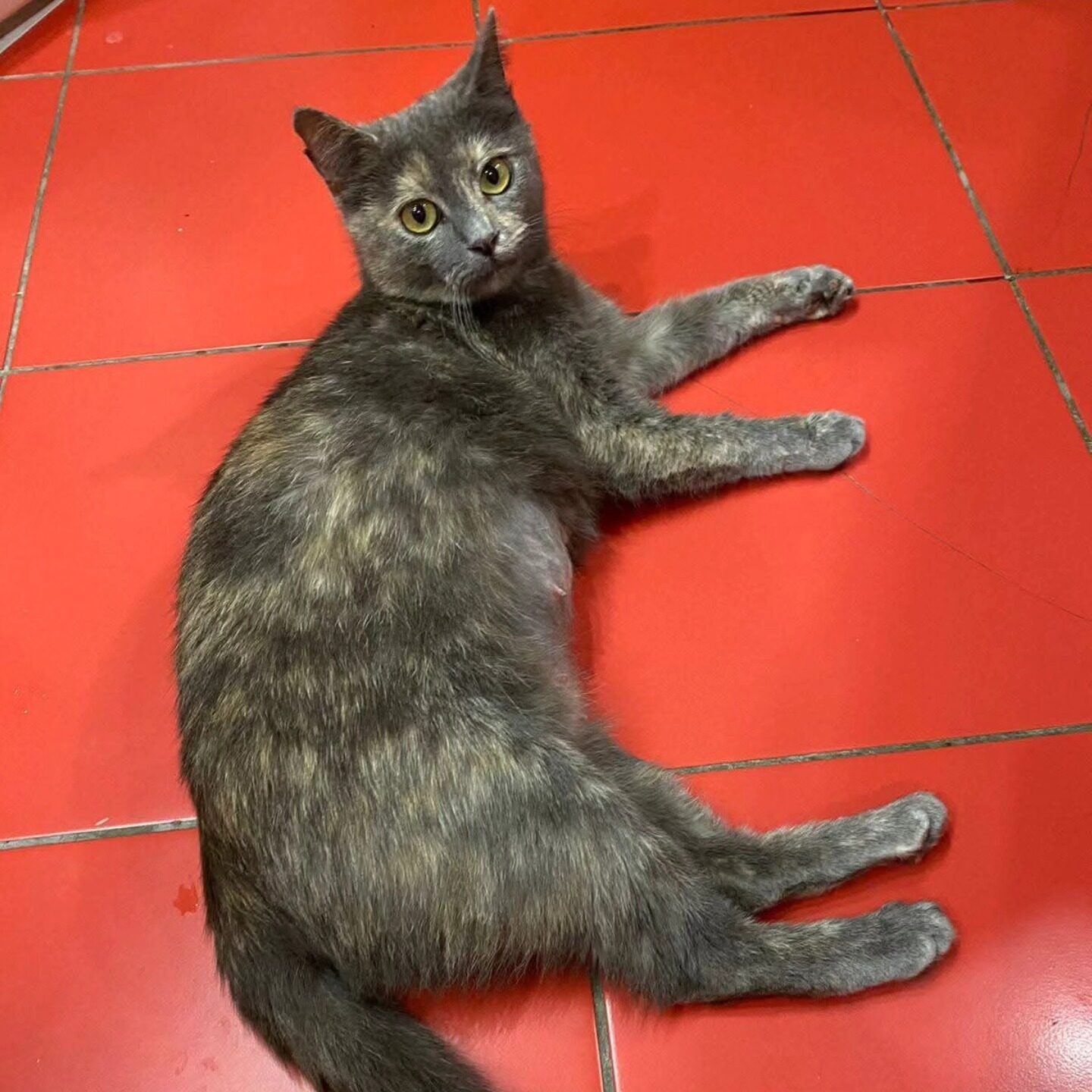 Read more about the article Tilda