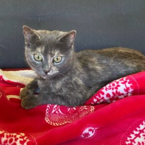 mehrfarbige Kurzhaarkatze liegt auf roter Decke