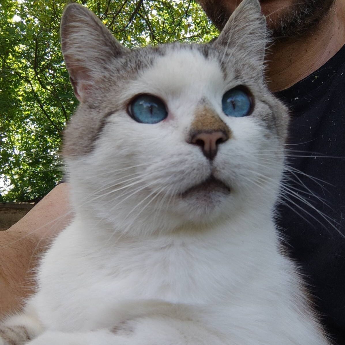 getigerte Kurzhaarkatze mit weißer Brust und blauen Augen wird von einem Mann in die Kamera gehalten