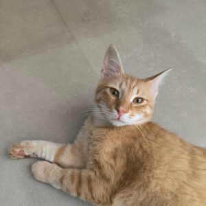 Roter Kater liegt verschlafen auf einem Fließenboden