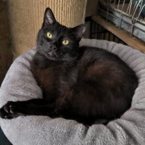 schwarzer Kater auf einem Kratzbaum, liegt auf einem beigen Plüschbett auf dem Baum