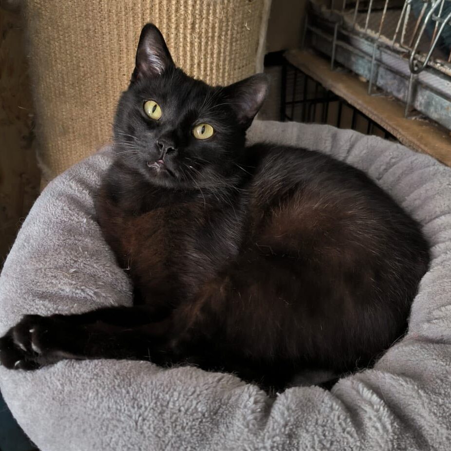 schwarzer Kater auf einem Kratzbaum, liegt auf einem beigen Plüschbett auf dem Baum