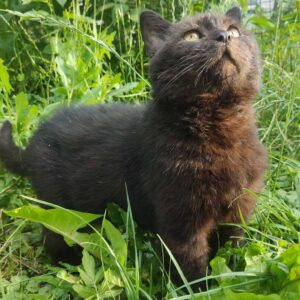 grauer Kater (Dunkelgrau?) auf einer Wiese, guckt nach oben