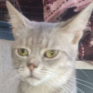 hellgrauer, leicht getigerter Kater