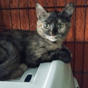 junge Schildpattkatze, weniger Schwarzanteil, mehr helle Flecken, liegt auf der Haube eines Katzenklos in einem Qurarantänekäfig