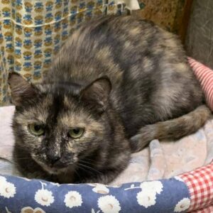 Schildpattkatze, liegt in einem Katzenbett