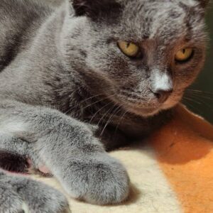 blaue Katze, liegr auf dem Boden, sieht aber eher etwas unentspannt aus