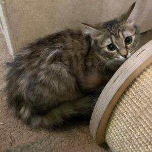 leicht getigerte Katze, noch jung, eventuell halblange Haare, versteckt sich hinter einer Kratzgelegenheit