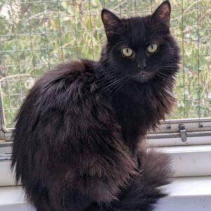 schwarze Katze mit plüschigem Fell, sitzt vor einem vergitterten Fenster, auf der Fensterbank, im Hintergrund sieht man Pflanzen