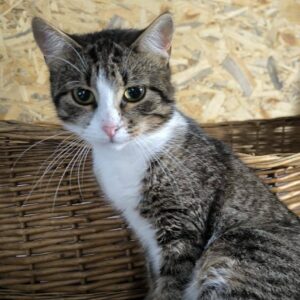 Getigerte schmale Katz mit weißem Bauch sitzt in einem geflochtenen Korb