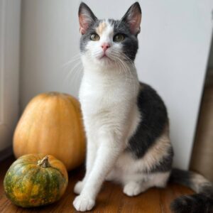 junge dreifarbige Kurzhaarkatze sitzt neben zwei Kürbissen und schaut nach oben