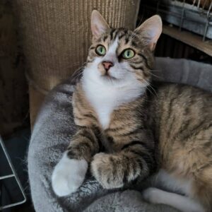 Getigerte Katze mit Weiß sitzt aufmersam in einem grauen Körbchen