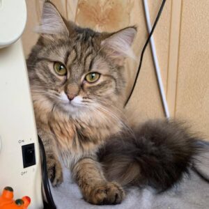 braun getigerte Langhaarkatze versteckt sich und schaut in Kamera