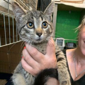 getigerte junge Katze, guckt verunsichert, auf dem Arm der Pflegerin, die sie in die Kamera hält