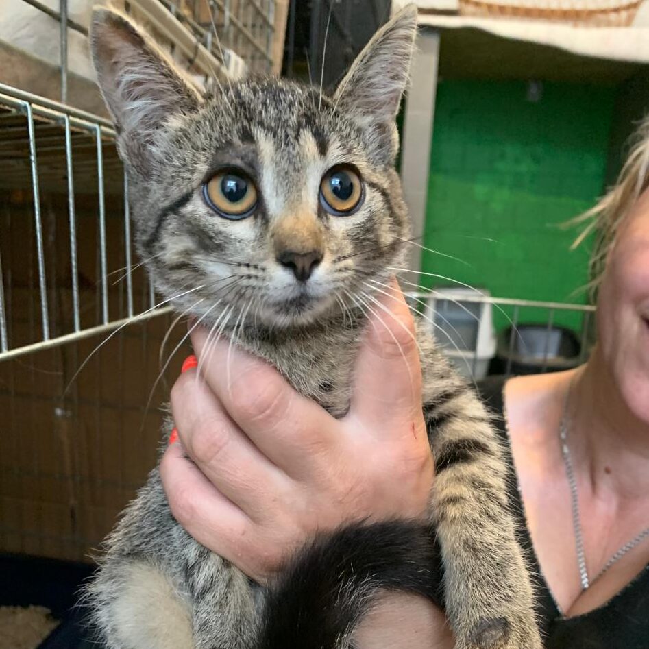 getigerte junge Katze, guckt verunsichert, auf dem Arm der Pflegerin, die sie in die Kamera hält