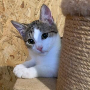 junger Kater, weiß-getigert, auf einem Kratzbaum