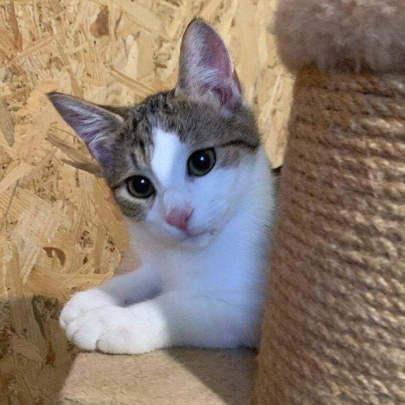 Read more about the article Bublik