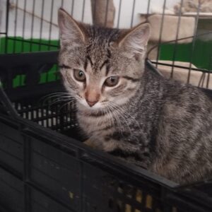 getigerte junge Katze, sitzt in einem Gemüsekorb in einem Quarantänekäfig